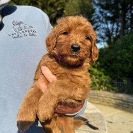 Dark Purple - Red  female Goldendoodle puppy in Indian Trail, North Carolina from Castleberry Doodles and Poodles