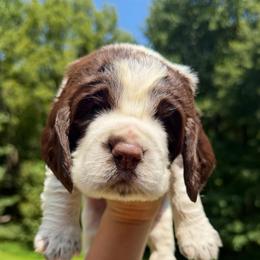 Angel's Envy - Liver and white female English Springer Spaniel puppy in Hawesville, Kentucky from Bristol’s Southern English Springer Spaniels