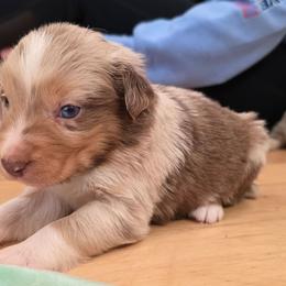 Barcardi boy 2 - Red merle male Australian Shepherd puppy in Solon, Maine from Mountain Range Australian Shepherds