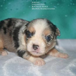 Raziah - Blue merle male Miniature Australian Shepherd puppy in Patterson, North Carolina from DreamLine Aussies