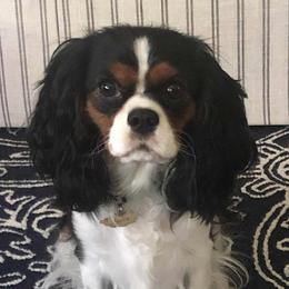 Come - Cavalier King Charles Spaniel