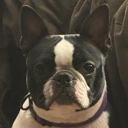 Venus - Boston Terrier