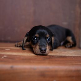 Spencer - Black and tan male Dachshund puppy in Iola, Texas from Whiskey River Dachshunds
