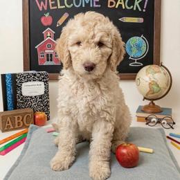 Theodosia - Cream female Goldendoodle puppy in Tybee Island, Georgia from Castaway Doodles