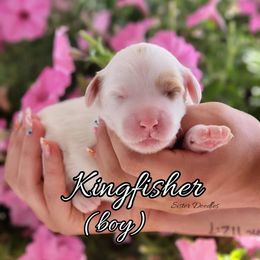 Goldendoodle Puppies from Sister Doodles