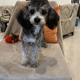 Poodle All Grown Up from Loves Toy Poodles