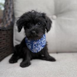 Finn - Black male Yorkipoo puppy in Chattanooga, Tennessee from Joyfull Pals