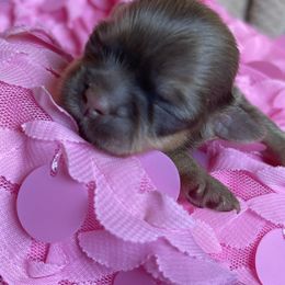 Shih Tzu Puppies from Monica Sauceda