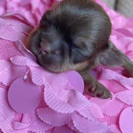 Shih Tzu Puppies from Monica Sauceda