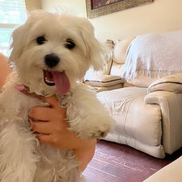 Maltese, Maltipoo, and Poodle Puppies from Healing Pawz LLC