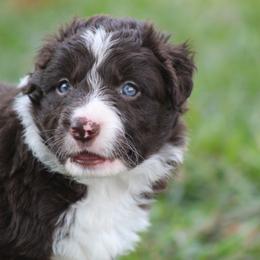 Micky - Red male Border Collie puppy in Tylertown, Mississippi from Cool Meadow Farms
