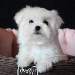 Maltese Puppies from Leona's Maltese