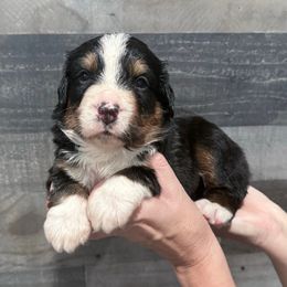 Lime Collar - Black rust and white male Bernese Mountain Dog puppy in Collinsville, Texas from Berner Dynasty