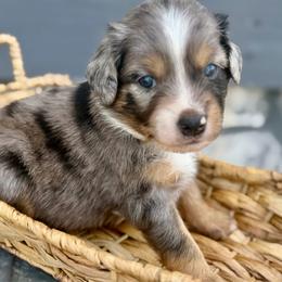 Light blue - Blue merle male Miniature Australian Shepherd puppy in 32046, Florida from River Hill Ranch
