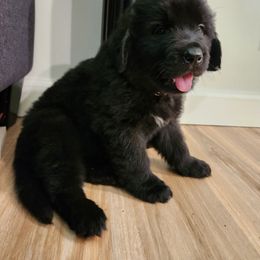 Bella (black) - Black female Newfoundland puppy in Newmanstown, Pennsylvania from Mufasa's Pride (Newfoundland breeder)