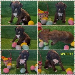 APOLLO - AKC - Brindle male Boxer puppy in Verden, Oklahoma from Bar H Boxers