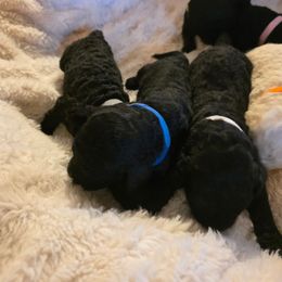 Mr. Blue - Black male Poodle puppy in Parachute, Colorado from shelby ealey