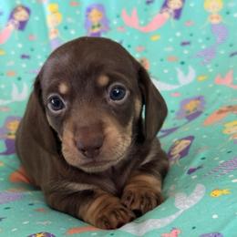 Maeve - Chocolate and tan female Dachshund puppy in Staley, North Carolina from Langley Farms Dachshunds