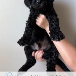 Blue Boy - Black male Goldendoodle puppy in Carthage, Tennessee from Willows Doodles