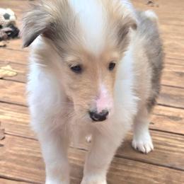 Micah - Sable merle male Collie puppy in Winder, Georgia from Dove Creek Collies
