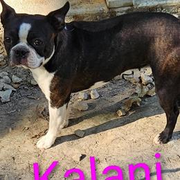 Boston Terrier puppies from Tellier's AKC Boston Terriers Missouri