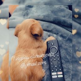 Biewer Terrier, Poodle, and Yorkshire Terrier Puppies from Tiny Paws Luxury Pets