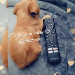 Biewer Terrier, Poodle, and Yorkshire Terrier Puppies from Tiny Paws Luxury Pets