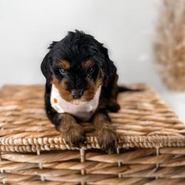 The Midnight Society's Firefly - Phantom male Goldendoodle puppy in Russell Springs, Kentucky from Milk & Honey Doodles