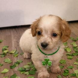 Rover - Piebald male Dachshund puppy in Ft Dodge, Iowa from Secret Reality