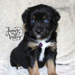 Alaina girl - Black tri Miniature Australian Shepherd puppy in Missouri from James Valley Aussies