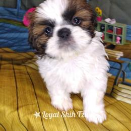 Sophie - Red and white female Shih Tzu puppy in Peoria, Arizona from Loyal Shih Tzu