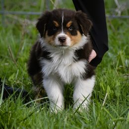 Copper - Red tri-color Australian Shepherd puppy in Croswell, Michigan from Platinum Edition Australian Shepherds