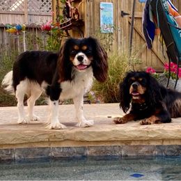 Cavalier King Charles Spaniels from Amazing AKC Puppies