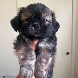 Potato - Black and tan male Shih Tzu puppy in Patterson, California from Ivy Ozz Pups