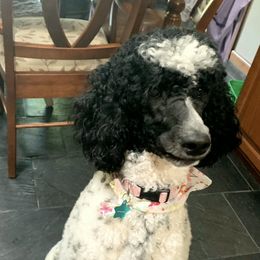 Double Doodles and Poodles from Perfect Poodles and Doodles LLC