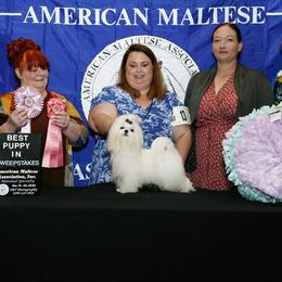Happy - Maltese