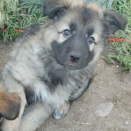 Boy 2 - Gray German Shepherd puppy in Bozeman, Montana from Scenic View Ranch Shepherds