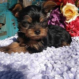 Shih Tzu and Yorkshire Terrier Puppies from Silver Bells Paw Prints