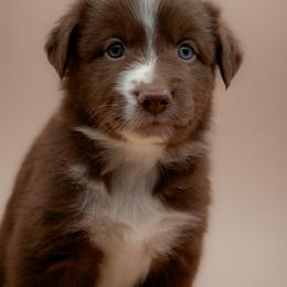 Australian Shepherd Puppies from 2 Happy Aussies