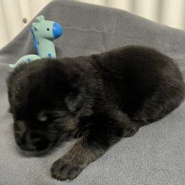 Boy 2 - Black and tan male German Shepherd puppy in Sharon Grove, Kentucky from Julie’s Shepherds