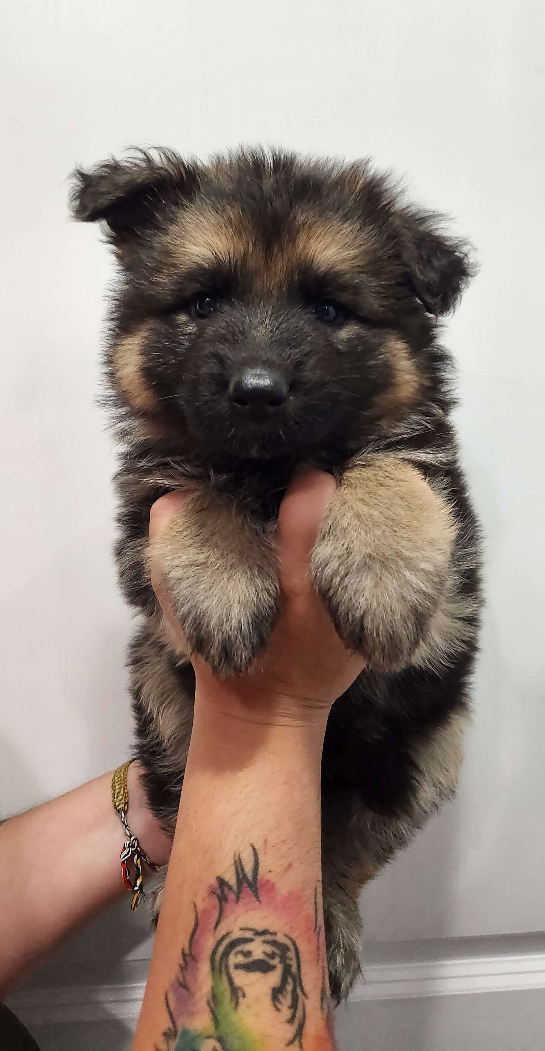 Girl 1 - Black and cream German Shepherd puppy in Ocala, Florida from Guardian Shepherds