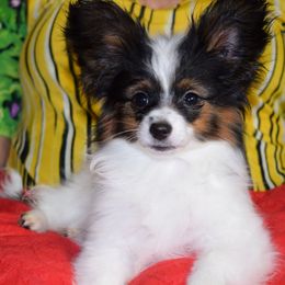 Papillon Puppies from Belladonna Papillons