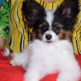 Papillon Puppies from Belladonna Papillons
