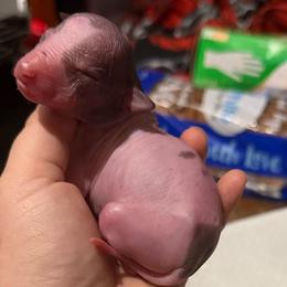 Taco - Dark brown female Xoloitzcuintli puppy in Manitowoc, Wisconsin from Wonderland Kennel