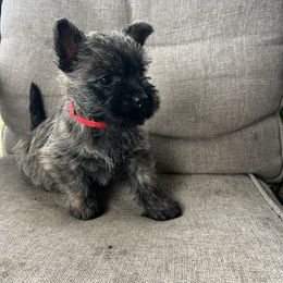 Polly - Silver brindle female Cairn Terrier puppy in Pottersville, Missouri from Cairn Terriers of Heatherridge,LLC