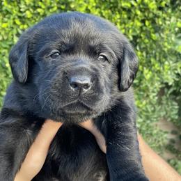 Grey collar - Black male Labrador Retriever puppy in Desert Hot Springs, California from Outlaws Labradors