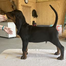 Black and Tan Coonhound Puppies from Classic Coonhounds