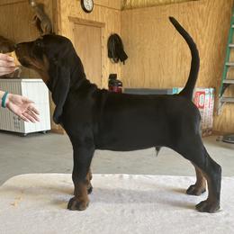 Black and Tan Coonhound Puppies from Classic Coonhounds