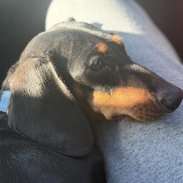 Izzy - Black and tan female Dachshund puppy in Anderson, California from Golden Paws Dachshunds