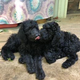 Labradoodle Puppies from Hippie Hollow Doodles
